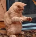 哈哈哈